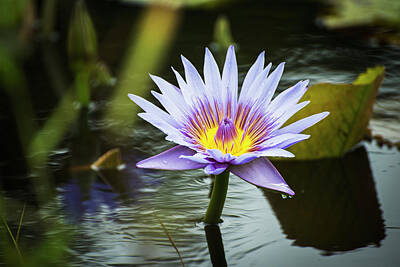 Lilies Royalty-Free and Rights-Managed Images - Water Lilies  Nymphaeaceae  Bloom by Robert L. Potts