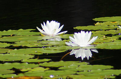 Black And White Beach Rights Managed Images - Water Lillies Royalty-Free Image by Mary Vinagro