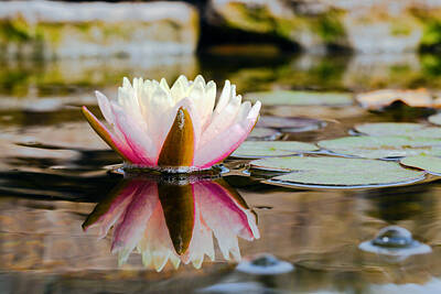 Lilies Photos - Water Lily by Alexey Stiop