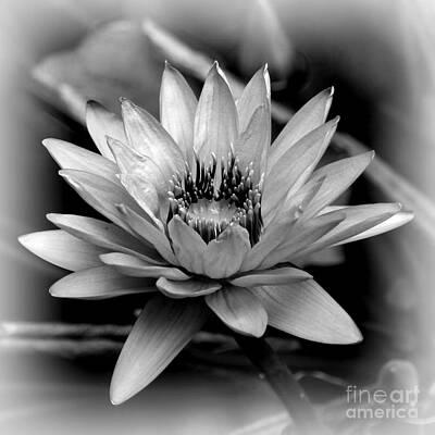 Studio Grafika Science - Water Lily - Black and White by Carol Groenen