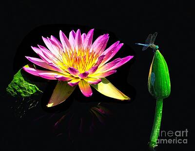 Paul Mccartney - Water Lily Dragon fly by Nick Zelinsky Jr