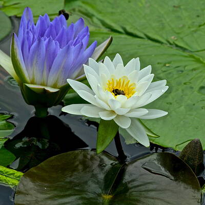 Abtracts Laura Leinsvencner Royalty Free Images - Water Lily Serenity Royalty-Free Image by Frozen in Time Fine Art Photography