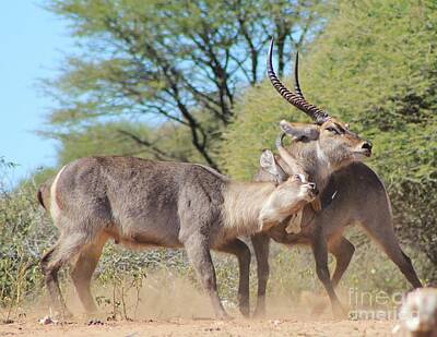 Colorful Fish Xrays - Waterbuck Bull Power by Andries Alberts