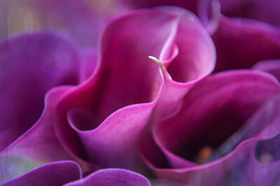 Bath Time - Waves of Purple. Calla Lily by Jenny Rainbow