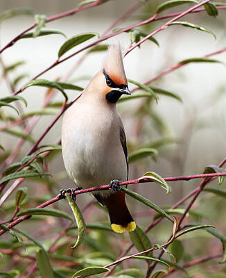 Birds Photo Rights Managed Images - Waxwing Royalty-Free Image by Grant Glendinning