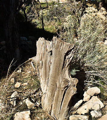 Whimsical Flowers - Weathered Log and Rocks by Douglas Barnett