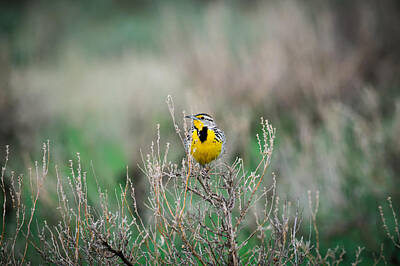 Target Eclectic Nature - Western Meadowlark  by Brandon Smith