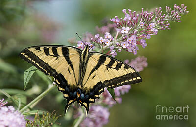 Purely Purple Rights Managed Images - Western Tiger Swallowtail Royalty-Free Image by Fitzroy Barrett