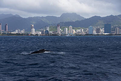 Anne Geddes - Whale Watching in Honolulu Hawaii by Georgia Mizuleva