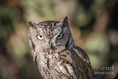 The Masters Romance - Whiskered Screech Owl 2 by Al Andersen