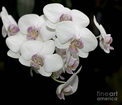 Scooters Rights Managed Images - White and Pale Pink Phalaenopsis   9920 Royalty-Free Image by Terri Winkler