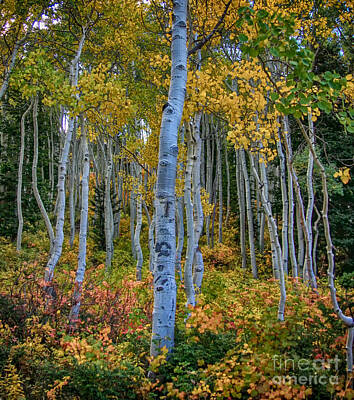 Religious Paintings - White Aspens and Colors HDR by Mitch Johanson