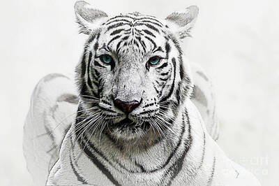 Animal Portraits - White Beauty 2 by Ben Yassa