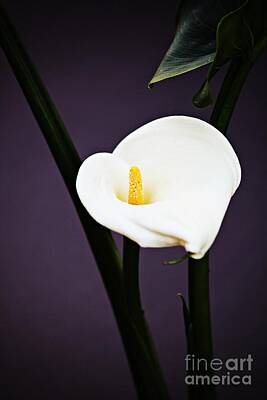 Marilyn Monroe - White Calla Lily by Sheryl Young