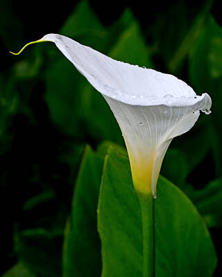 Lilies Rights Managed Images - White Calla Royalty-Free Image by Rona Black