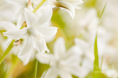 Achieving - Ornithogalum nutans white flowers detail  by Arletta Cwalina