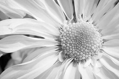 Abstract Flowers Photos - White Daisy by Adam Romanowicz