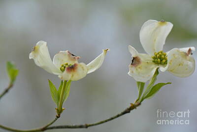 Watercolor Butterflies Royalty Free Images - White Dogwood Blossoms Series Photo D Royalty-Free Image by Barb Dalton