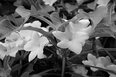 Modern Man Vintage Space Rights Managed Images - WHITE FLORA FLOWERS1 in BLACK AND WHITE Royalty-Free Image by Rob Hans