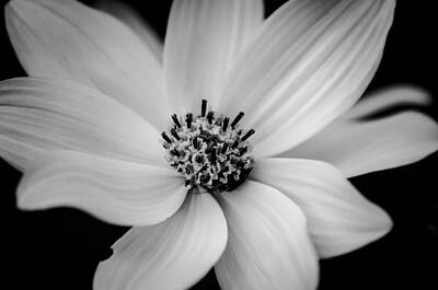 Floral Photos - White Flower by Michael Demagall