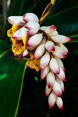 Tennis - white Ginger flowers by Craig Lapsley