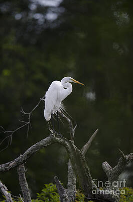 Vintage Car Photography - White Heron in Tree by Dale Powell