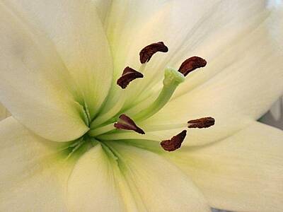 Lilies Digital Art - White Lily Close Up-3 07232014 by Doug Morgan