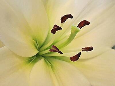 Lilies Digital Art - White Lily PP-6 by Doug Morgan