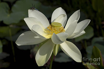 Abstract Square Patterns - White Lotus by Meg Rousher
