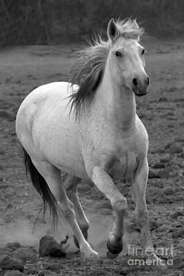 Garden Signs Royalty Free Images - White Mare Approaches Number One Close Up Black and White Royalty-Free Image by Heather Kirk
