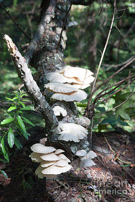 Clouds - White Mushrooms by Martha J Lara