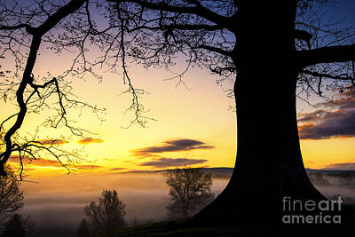 Celebrity Watercolors - White Oak at Sunrise by Thomas R Fletcher