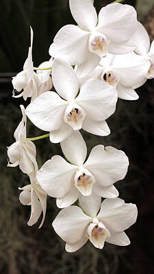 Adventure Photography Rights Managed Images - White Orchid Cascade Royalty-Free Image by Harold Rau