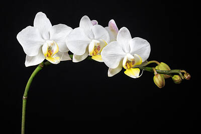 Floral Photos - White Orchids by Adam Romanowicz