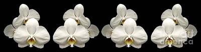 Roses Photos - White Orchids Panorama by Rose Santuci-Sofranko