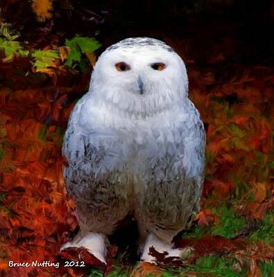 Minimalist Childrens Stories - White Owl by Bruce Nutting