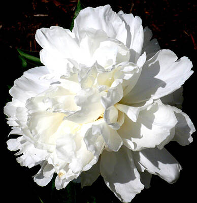 Floral Photos - White Peony by Katy Hawk