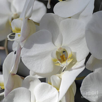 Farmhouse Royalty Free Images - White Phal 101 Royalty-Free Image by Terri Winkler