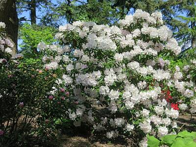 Wilderness Camping - White Rhododendron Blooming in the Garden by Lena Photo Art
