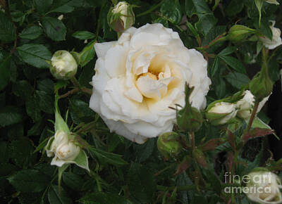 Christmas Trees - White Rose and Buds by Ellen Miffitt