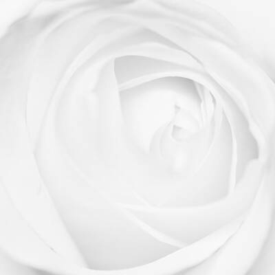 Luck Of The Irish - White rose soft and tender by Matthias Hauser