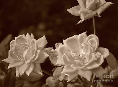 Roses Photos - White Roses On Beige by Bob Sample