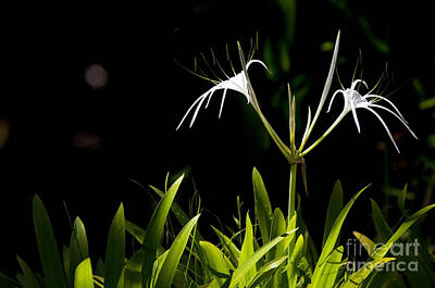 Lilies Royalty Free Images - White Spider Lily Royalty-Free Image by THP Creative