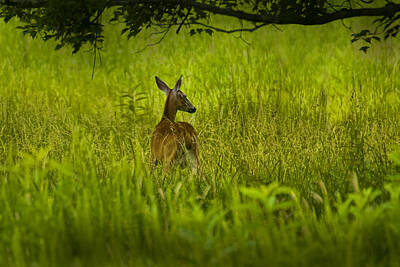 Randall Nyhof Royalty-Free and Rights-Managed Images - White Tailed Doe Deer in a Field in Cades Cove by Randall Nyhof