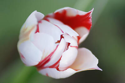 Glass Of Water - White Tulip With Red Edges by Alex Grichenko