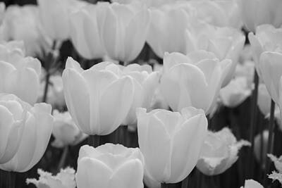 Stellar Interstellar - White Tulips B/w by Jennifer Ancker