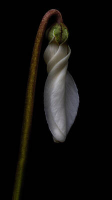 Abstracts Diane Ludet - White Waiting To Bloom by Robert Woodward
