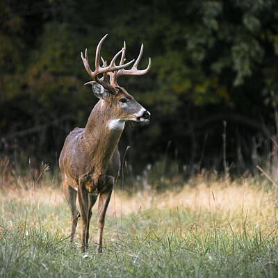 Kim Fearheiley Photography Royalty Free Images - Whitetail at Sunset Royalty-Free Image by Garett Gabriel