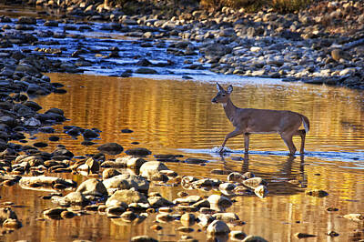 Target Threshold Watercolor - Whitetail Doe Crossing the Buffalo National River by Michael Dougherty