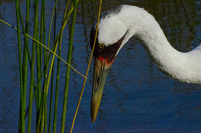 Sports Rights Managed Images - Whooping Crane Royalty-Free Image by David Tennis
